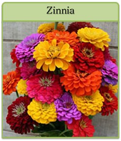 Zinnia Cut Flower Seeds
