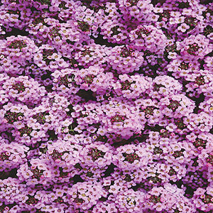Wonderland Lilac Alyssum Seeds