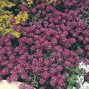 Rosie O'Day Alyssum Seeds