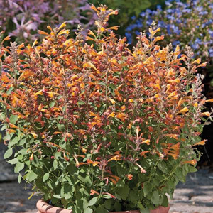 Arizona Sandstone Agastache