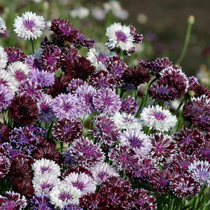 Classic Magic Bachelor's Button Seeds-Cornflower