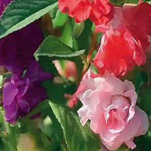 Tom Thumb Mix Balsam Seeds