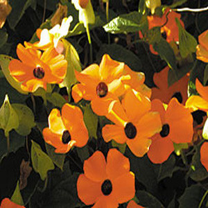Alata Mix Black Eyed Susan Seeds