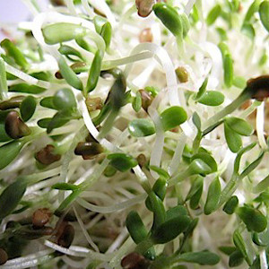 Alfalfa Organic Sprouting Seeds