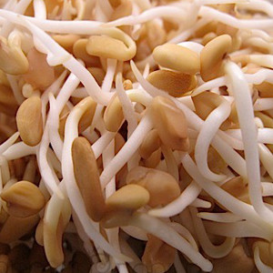 Fenugreek Organic Sprouting Seeds