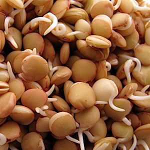 Lentil Eston Organic Sprouting Seeds
