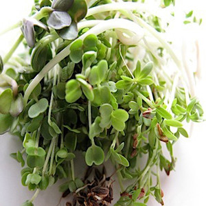 Delectable Organic Leafy Sprouting Mix Seeds