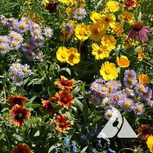 Bee Feed Pollinator Seed