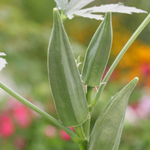 Container Patio Green Fingers Okra