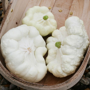 Container Patio Balmoral Summer Squash
