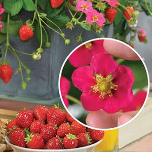 Toscana ABZ Strawberry