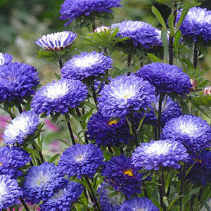 Matsumoto Blue Tipped White Aster Seeds