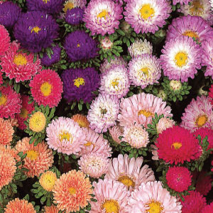 Matsumoto Mix Aster Seeds