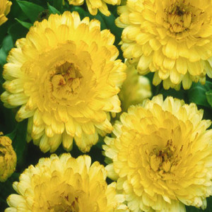 Bon Bon Light Yellow Calendula Seeds