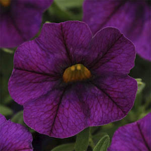 Calibrachoa-Kabloom Deep Blue Seeds