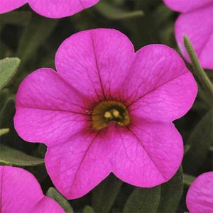 Calibrachoa-Kabloom Deep Pink Seeds