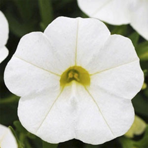 Calibrachoa-Kabloom White Seeds