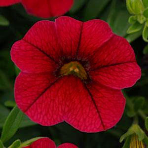 Calibrachoa-Kabloom Red Seeds