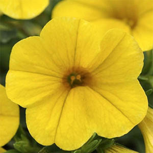 Calibrachoa-Kabloom Yellow Seeds