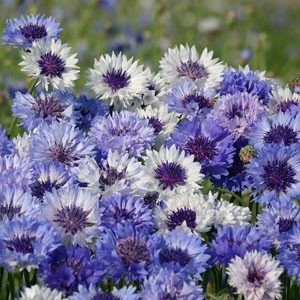 Classic Fantastic Bachelor's Button Seeds-Cornflower
