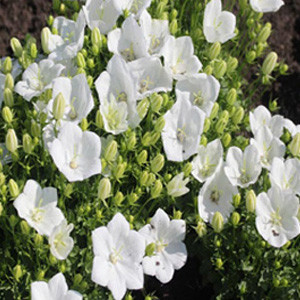 Pearl White Campanula Seeds