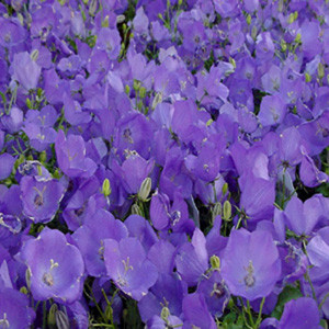 Pearl Deep Blue Campanula Seeds