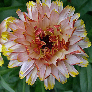 Solar Flashback Mix Calendula Seeds