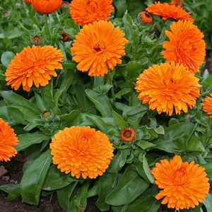 Mandarian Twist Calendula Seeds