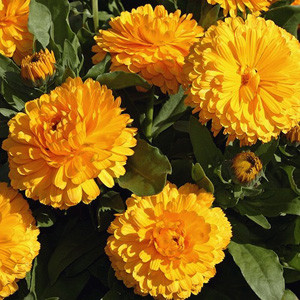Lemon Twist Calendula Seeds