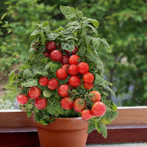 Container Patio Sweet N Neat Red Cherry Tomato