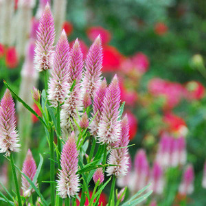 Flamingo Purple Celosia