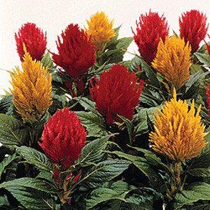 Castle Mix Celosia