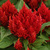 Fresh Look Red Celosia