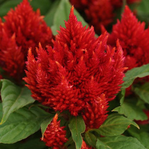 Fresh Look Red Celosia