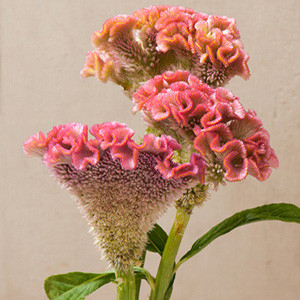 Bombay Pink Celosia