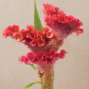 Bombay Salmon Celosia