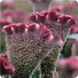 Bombay Rose Celosia