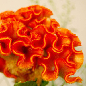Bombay Orange Celosia
