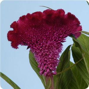 Bombay Cherry Celosia