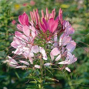 QUEEN ROSE CLEOME