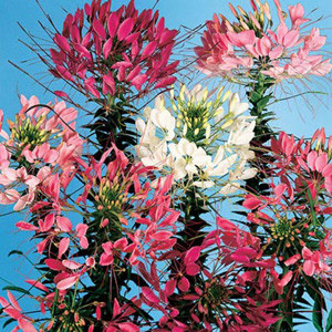 QUEEN MIX CLEOME