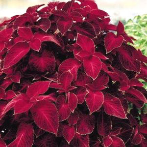 Wizard Velvet Red Coleus