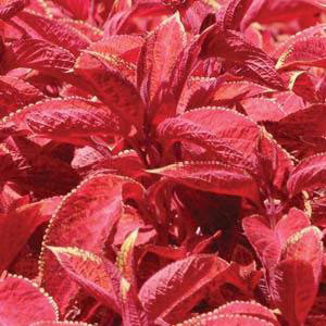 Wizard Sunset Coleus