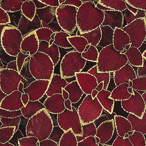 Wizard Scarlet Coleus