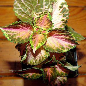 Wizard Pastel Coleus