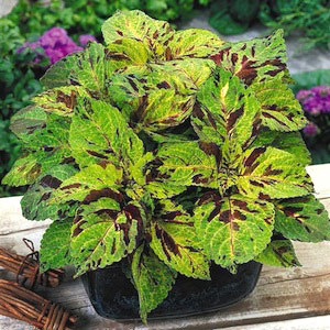 Wizard Mosaic Coleus