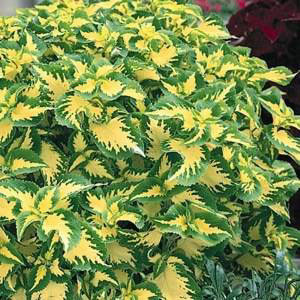 Wizard Jade Coleus
