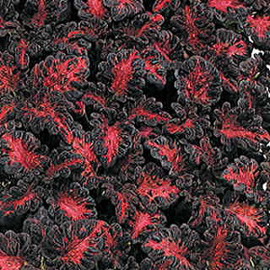 Black Dragon Coleus