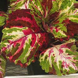 Kong Mosaic Coleus