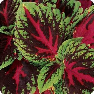Kong Red Coleus